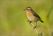 im Querformat... Braunkehlchen *Saxicola rubetra*