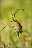 nischgierig... Braunkehlchen *Saxicola rubetra* auf dem Ausguck, auf der Sitzwarte