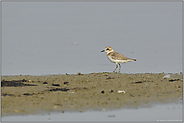 ganz bescheiden und doch sehr anspruchsvoll ...  Seeregenpfeifer *Charadrius alexandrinus*