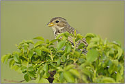 unverkennbar... Grauammer *Emberiza calandra*