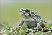 fast überfahren... Wechselkröte *Bufo viridis*