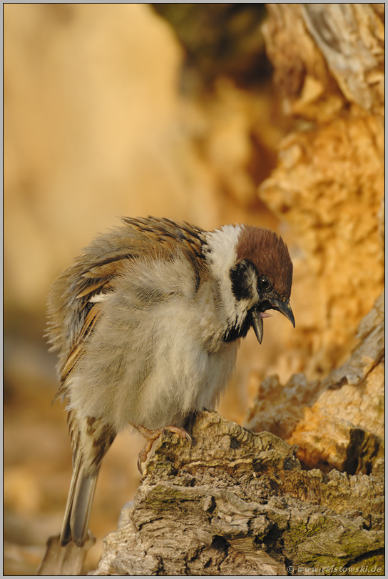 'is mir übel...  Feldsperling *Passer montanus*