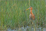 auf der Suche... Uferschnepfe *Limosa limosa*