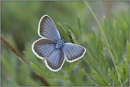 bereit zum Abflug... Argusbläuling *Plebejus argus*