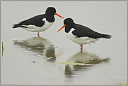 trübe... Austernfischer *Haematopus ostralegus*