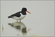 Halligstorch... Austernfischer *Haematopus ostralegus*