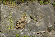 ganz schön groß... Europäischer Uhu (Ästling) *Bubo bubo*