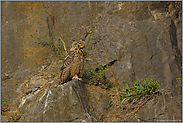 richtig erwachsen... Europäischer Uhu *Bubo bubo*
