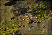 Geschwisterliebe(2/4)... Europäischer Uhu *Bubo bubo*