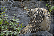 biegsam... Europäischer Uhu *Bubo bubo*