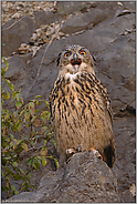 der Kehlfleck... Europäischer Uhu * Bubo bubo*