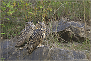 Tagträumer... Europäische Uhus *Bubo bubo*