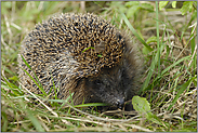 mitten am Tag... Igel *Erinaceus europaeus*