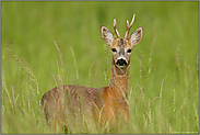 früh am Morgen...   Rehbock *Capreolus capreolus*