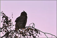 abendrot... Europäischer Uhu *Bubo bubo*