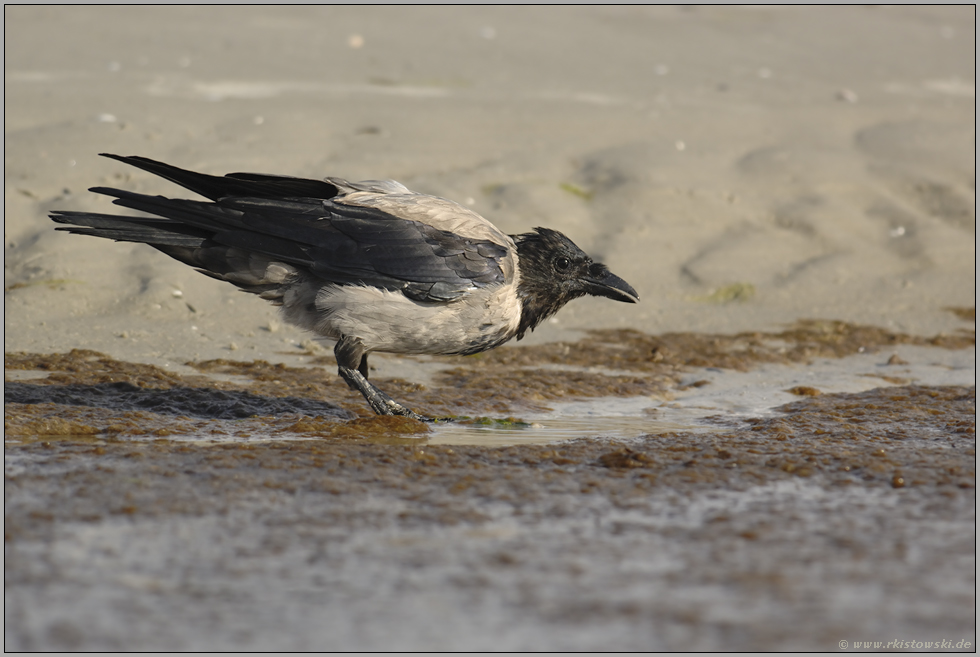 an der Tränke... Nebelkrähe *Corvus corone cornix*