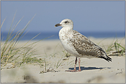 Sommer, Sonne, Strand... Mantelmöwe *Larus marinus*