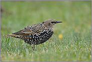 weiß gepunktet... Star *Sturnus vulgaris*, Jungvogel in der Mauser