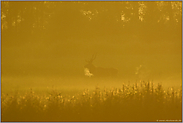 im Gegenlicht... Hirschbrunft *Cervus elaphus*