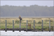 am Bodden... Seeadler *Haliaeetus albicilla*