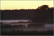 letztes Licht... Darßwald *Zingst*