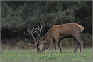 unter Beobachtung... Rothirsch *Cervus elaphus*