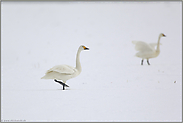 Poesie in Weiß... Zwergschwäne *Cygnus bewickii*