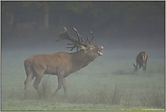 auf der Lichtung... Rothirsch *Cervus elaphus*