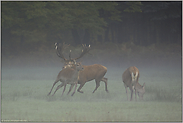 in der Brunft... Rothirsche *Cervus elaphus*