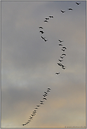 Flugformation... Kraniche *Grus grus*