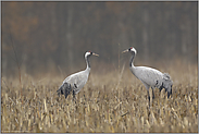 Begegnung... Grauer Kranich *Grus grus*