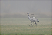 in Begleitung... Grauer Kranich *Grus grus*