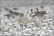 mit Nachwuchs... Zwergschwan *Cygnus bewickii*