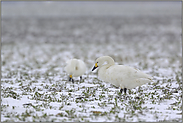 im Feld... Zwergschwan *Cygnus bewickii*