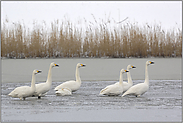 bereit zum Abflug... Zwergschwäne *Cygnus bewickii*