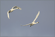 Synchronflug... Zwergschwäne *Cygnus bewickii*