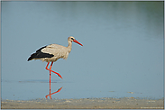 Adebar... Weißstorch *Ciconia ciconia*