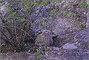 erste Schritte... Europäische Uhus *Bubo bubo*