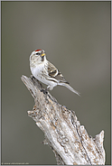 das Weibchen... Birkenzeisig *Carduelis flammea*