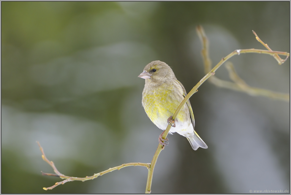 Kulturfolger... Grünfink *Carduelis chloris*