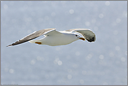 Sommersonne... Mittelmeermöwe *Larus michahellis*