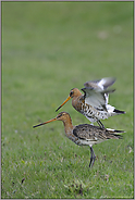 habe fertig... Uferschnepfen *Limosa limosa* (08/12)