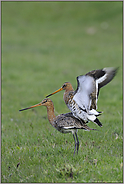 noch ein Problem... Uferschnepfen *Limosa limosa* (06/12)