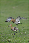 Absprung... Uferschnepfen *Limosa limosa* (11/12)