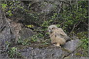 allein' auf weiter Flur... Europäischer Uhu *Bubo bubo*