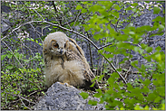 zurück im Steinbruch... Europäischer Uhu *Bubo bubo*