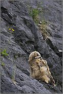 zu später Stunde... Europäischer Uhu *Bubo bubo*