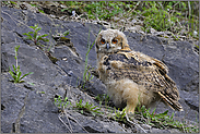 unverhofft... Europäischer Uhu *Bubo bubo*