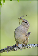 Futter für die Kleinen "Vogel des Jahres 2004"... Zaunkönig *Troglodytes troglodytes*