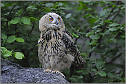 im Gebüsch... Europäischer Uhu *Bubo bubo*